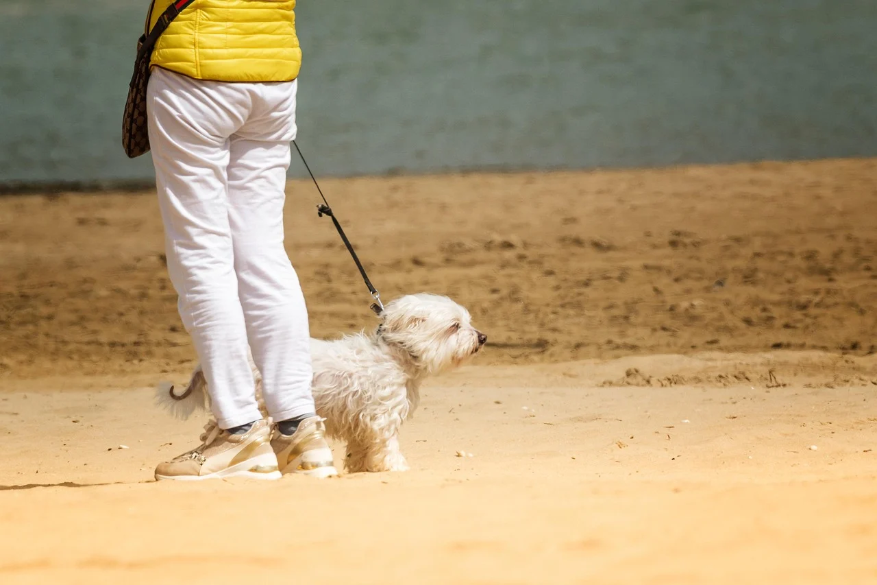 Dog,  walk,  sea,  nature,  beach,  sand,  leash,  outdoors,  animal,  pet,  friend